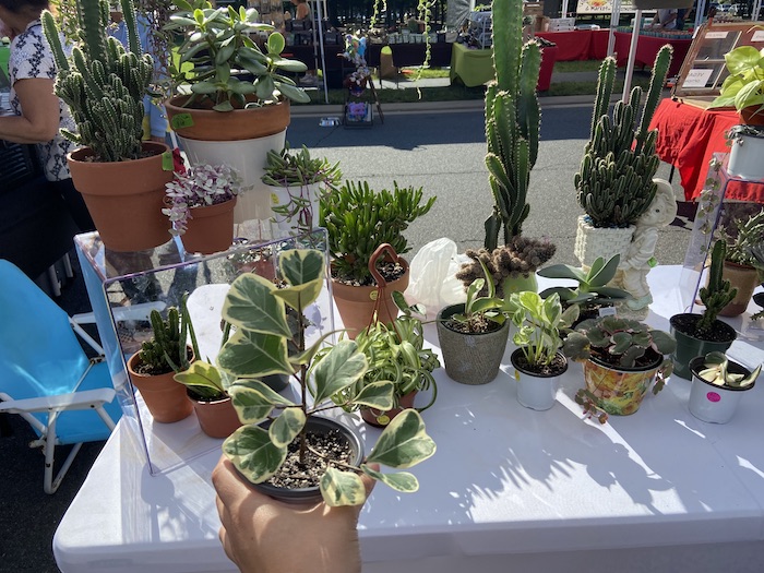 Cactus Display