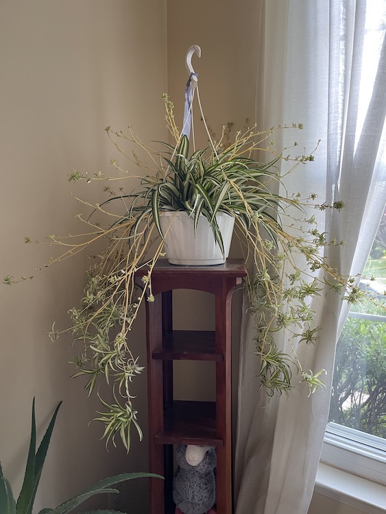 Spider Plant