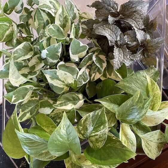 Pothos and Begonia