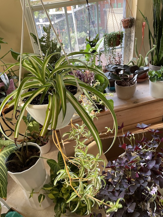 Spider Plant Display