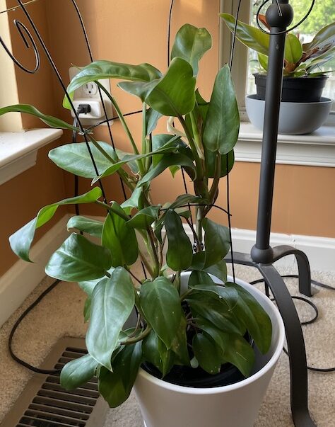 Philodendron Eva